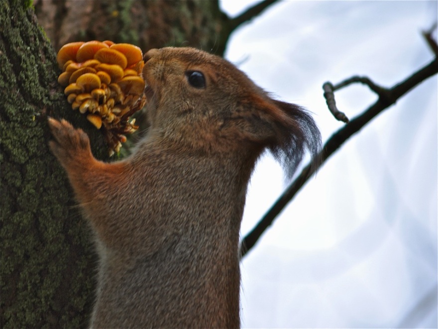 Red Squirrel. Sciurus vulgaris. L’écureuil d’Eurasie. Обыкновенная белка. Orava. Orav.