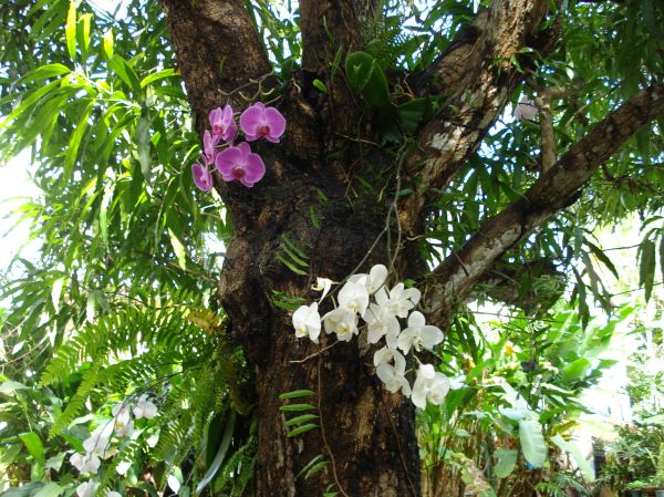 Orchids on Trees