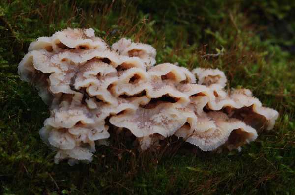 Hairy mushroom