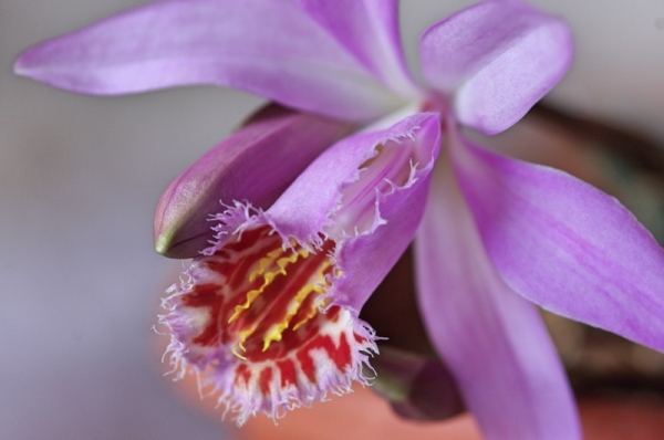 Orchid pleione