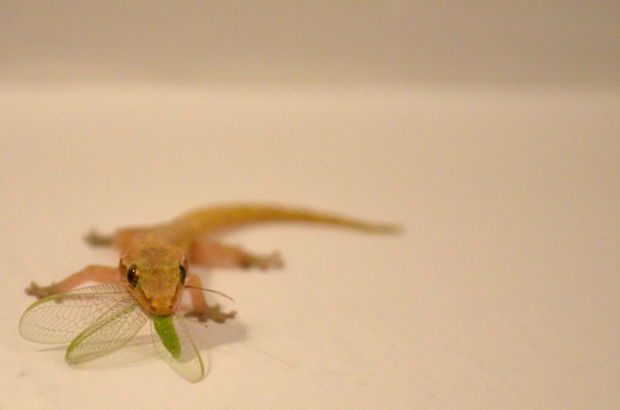 Gecko eating a fly
