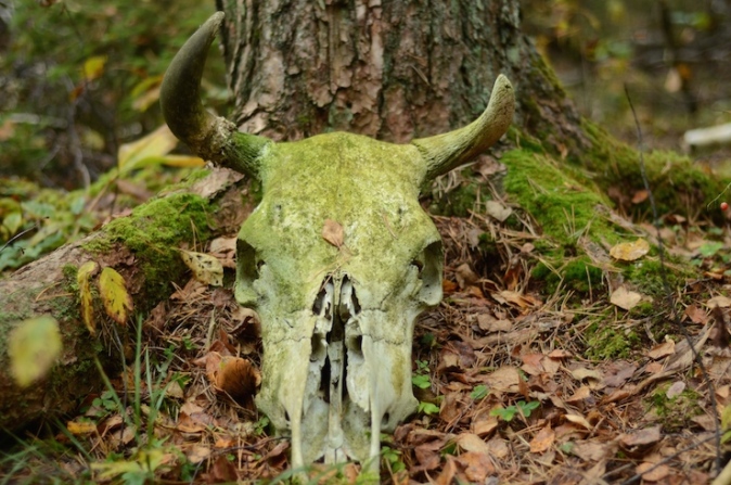 A skull in the forest
